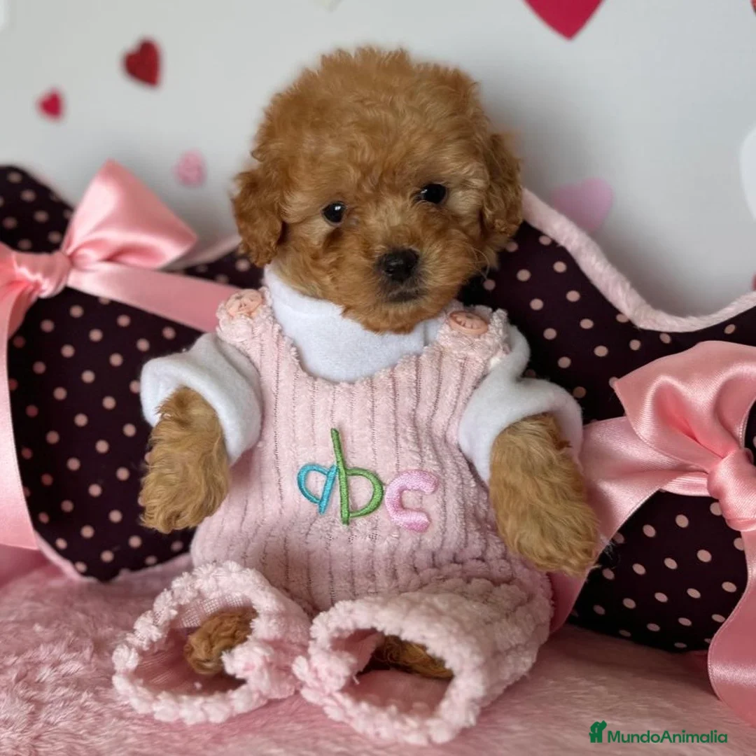 Caniche Enano perros en venta: Caniche MiniToy - Anuncio 1