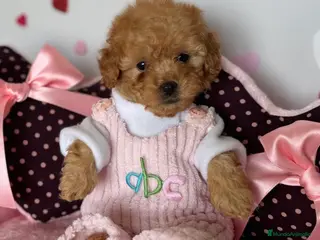 Caniche Enano perros Caniche MiniToy - Anuncio 1