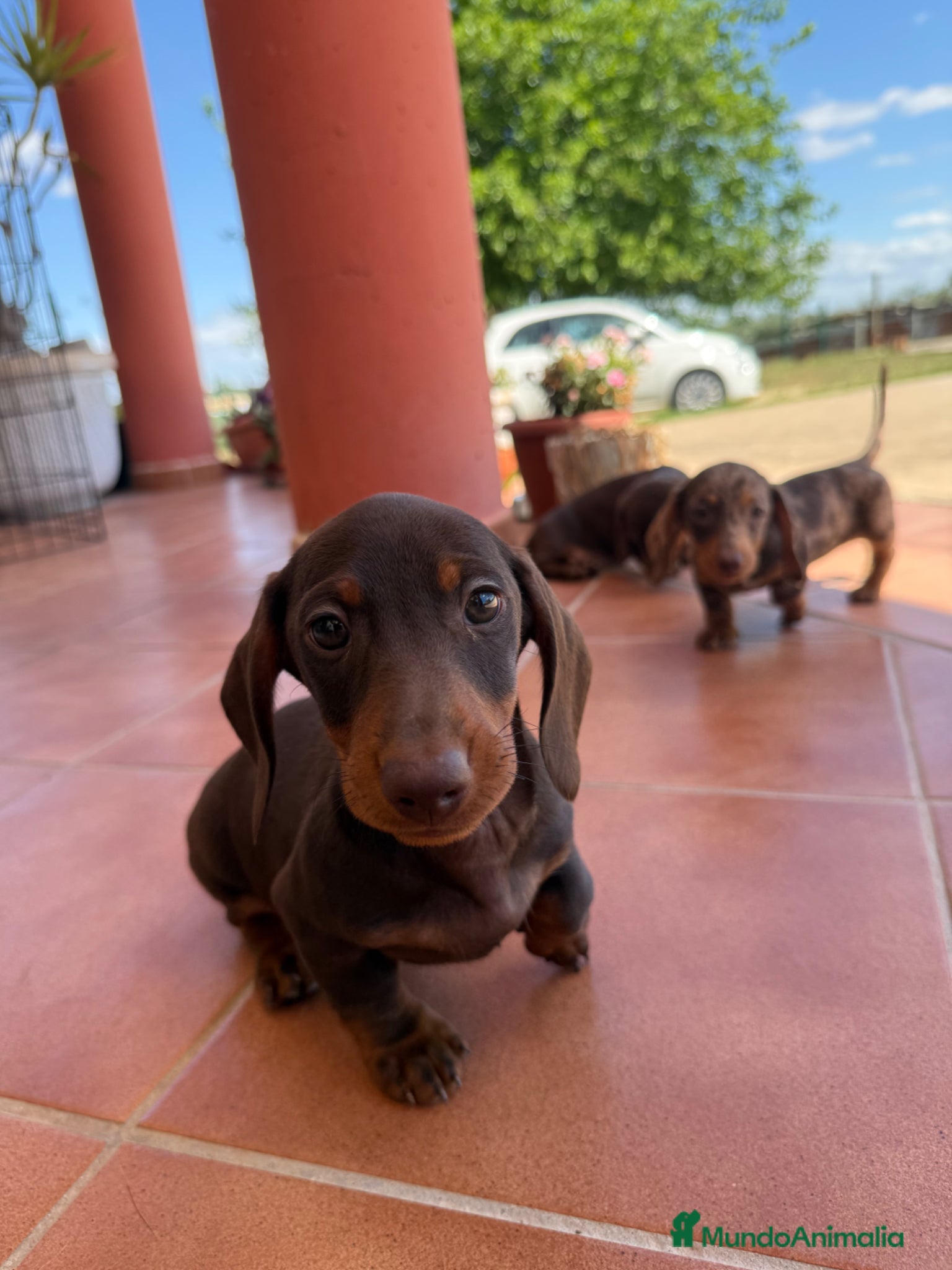 Teckel Miniatura perros Teckel miniatura chocolate  - Anuncio 13
