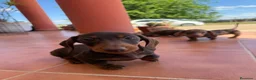 Teckel Miniatura perros en venta: Teckel miniatura chocolate y arlequín - Anuncio 3