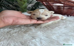 Maltipoo perros en venta: MALTIPOO MACHO - Imagen 13