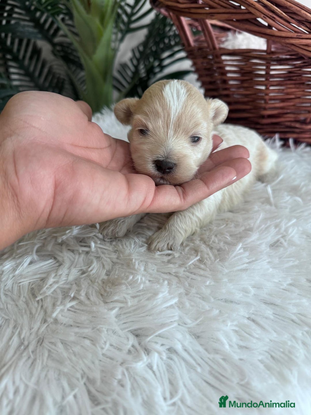 Maltipoo perros en venta: MALTIPOO MACHO - Imagen 13
