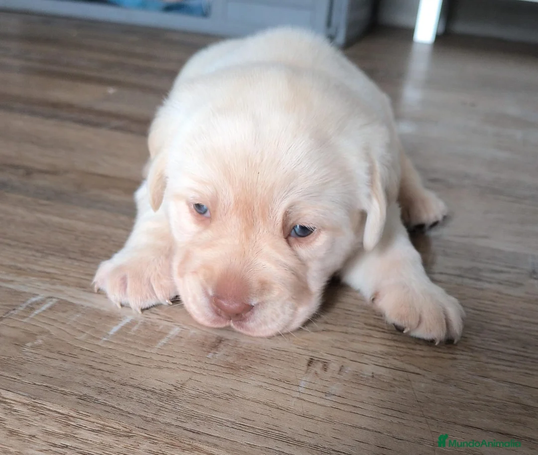 Labrador Retriever perros en venta: Labrador retriever dorado  - Anuncio 2