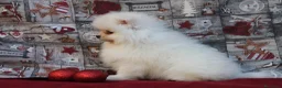 Pomerania perros en venta: POMERANIA  LINEA TOY   MUY CHATO - Anuncio 14