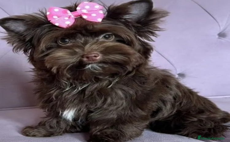 Yorkshire Terrier perros - Anuncio 1