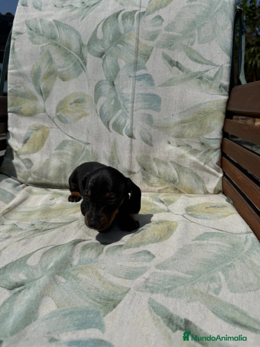 Teckel perros en venta: Teckel kaninchen - Anuncio 5