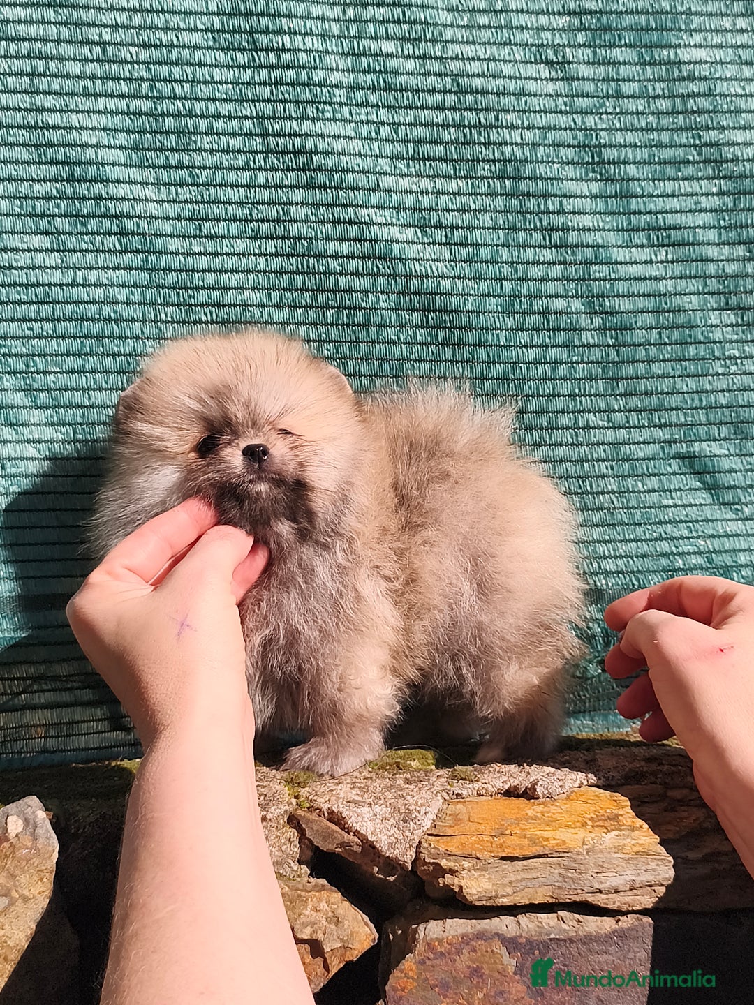 Pomerania perros en venta: Pomeranian línea rusa y coreana Madrid y Cáceres  - Anuncio 2