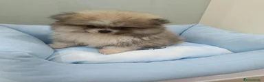 Pomerania 2