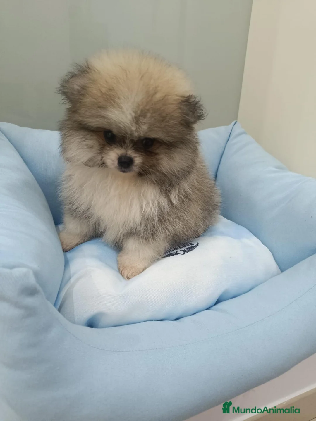 Pomerania perros en venta: Lulú de pomerania - Anuncio 4