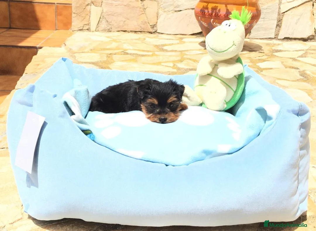 Yorkshire Terrier perros en venta: Yorkshire Terrier  en Barcelona - Anuncio 6
