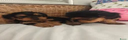 Yorkshire Terrier perros en venta: Yorkshire Terrier  en Madrid - Anuncio 3