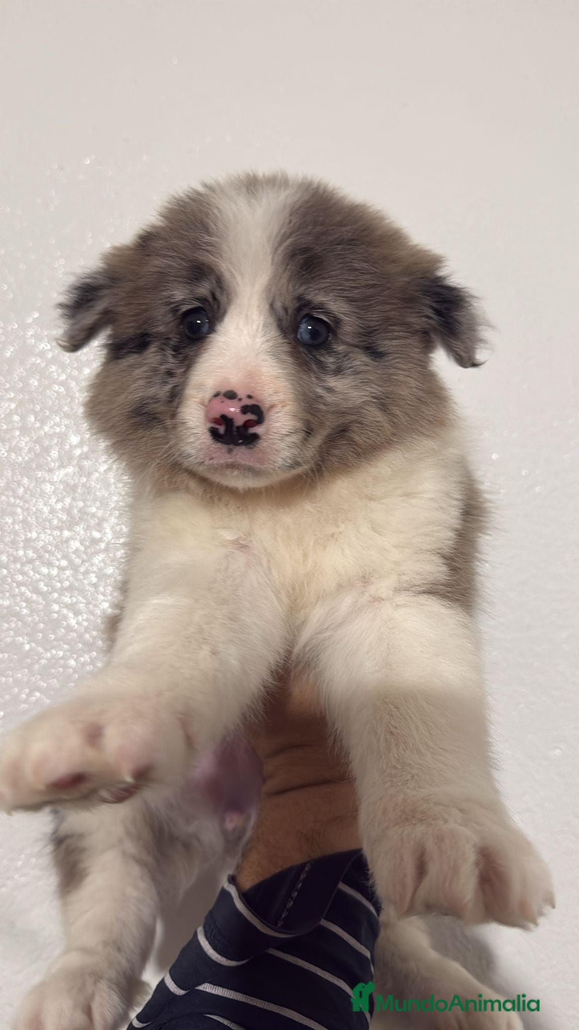 Border Collie perros HEMBRA BORDER COLLIE - 400€ - Anuncio 1