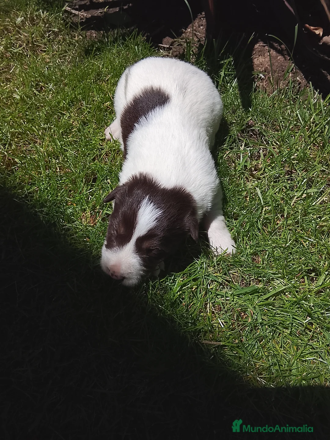 Border Collie perros en venta: Preciosa camada de border collie  - Anuncio 7