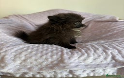 Pomerania perros en venta: Lulu pomerania MICRO  - Imagen 1