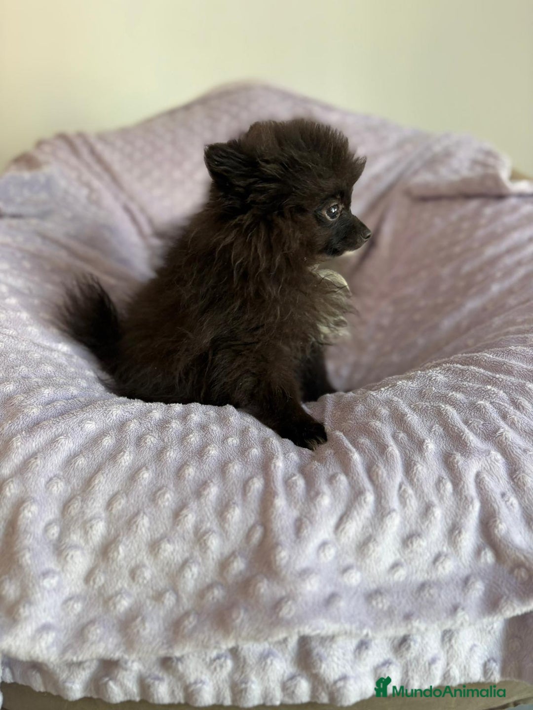 Pomerania perros en venta: Lulu pomerania MICRO  - Imagen 1