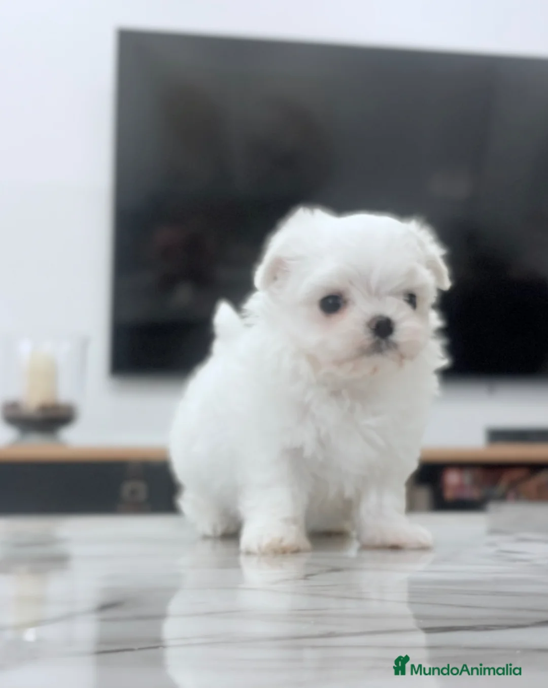 Bichón Maltés perros en venta: Bichon maltés toy coreano - Anuncio 2