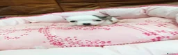 Chihuahua perros en venta: CHIHUAHUA TOY - Anuncio 2