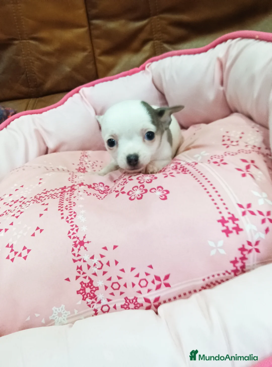 Chihuahua perros en venta: CHIHUAHUA TOY - Anuncio 2