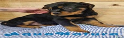 Rottweiler perros en venta: Rottweiler Macho 1070 - AQUANATURA en Barcelona - Anuncio 5