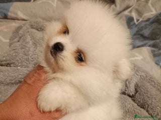 Pomerania perros en Murcia - Anuncio 4