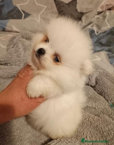 Pomerania perros en Murcia - Anuncio 4