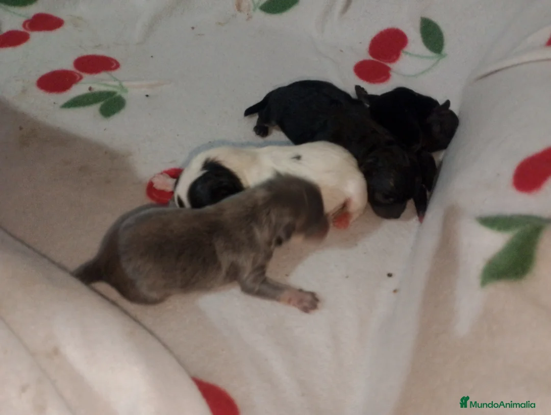 Pomchi perros en venta: Camada de pomchi con pomerania  - Anuncio 2