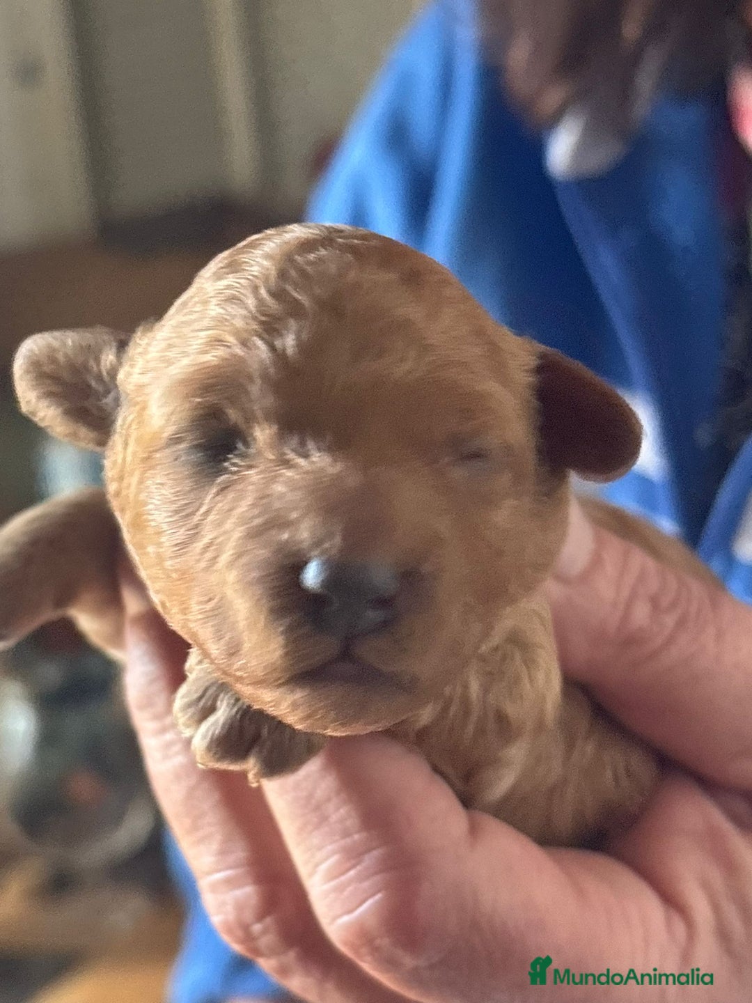 Caniche Toy perros en venta: Caniche toys  - Anuncio 4