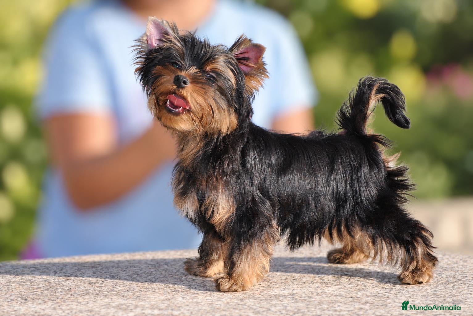 Yorkshire Terrier perros Precioso Yorkshire Terrier listo para entregar - Anuncio 2