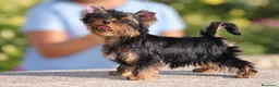 Yorkshire Terrier perros en venta: Precioso Yorkshire Terrier listo para entregar - Anuncio 2