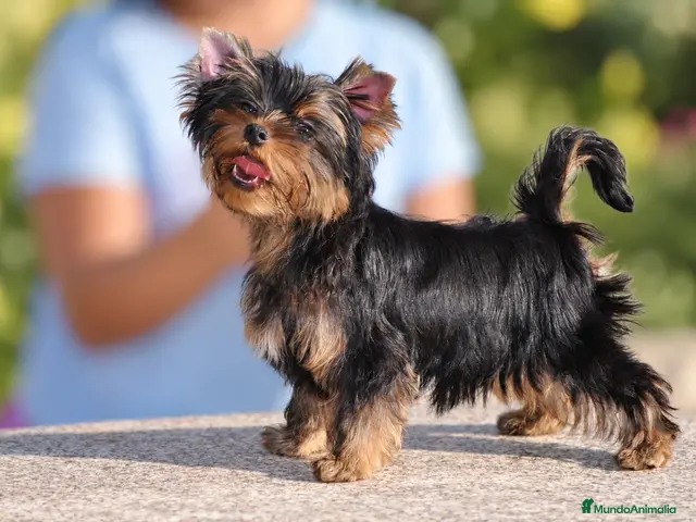 Yorkshire Terrier perros en venta: Precioso Yorkshire Terrier listo para entregar - Anuncio 2