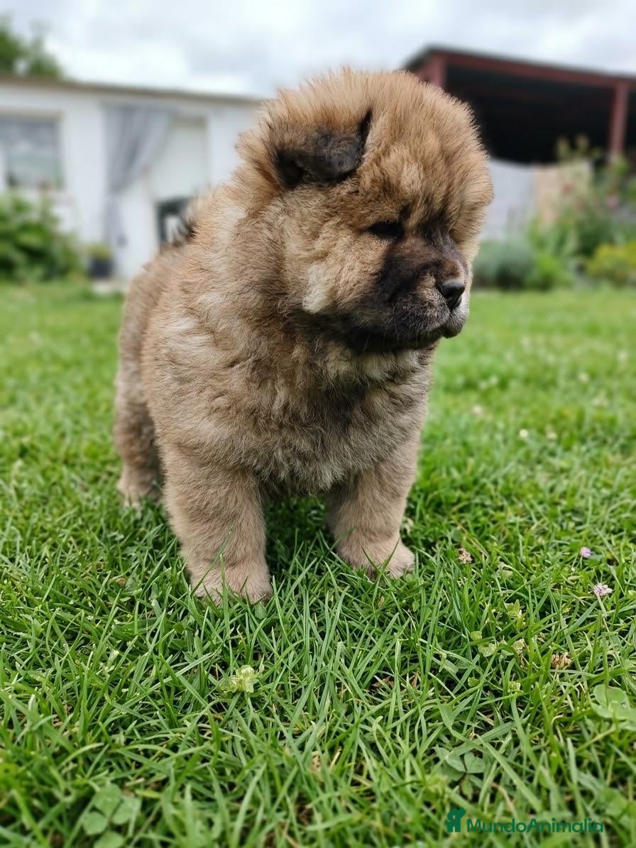 Chow Chow perros CHOW CHOW  - Anuncio 1