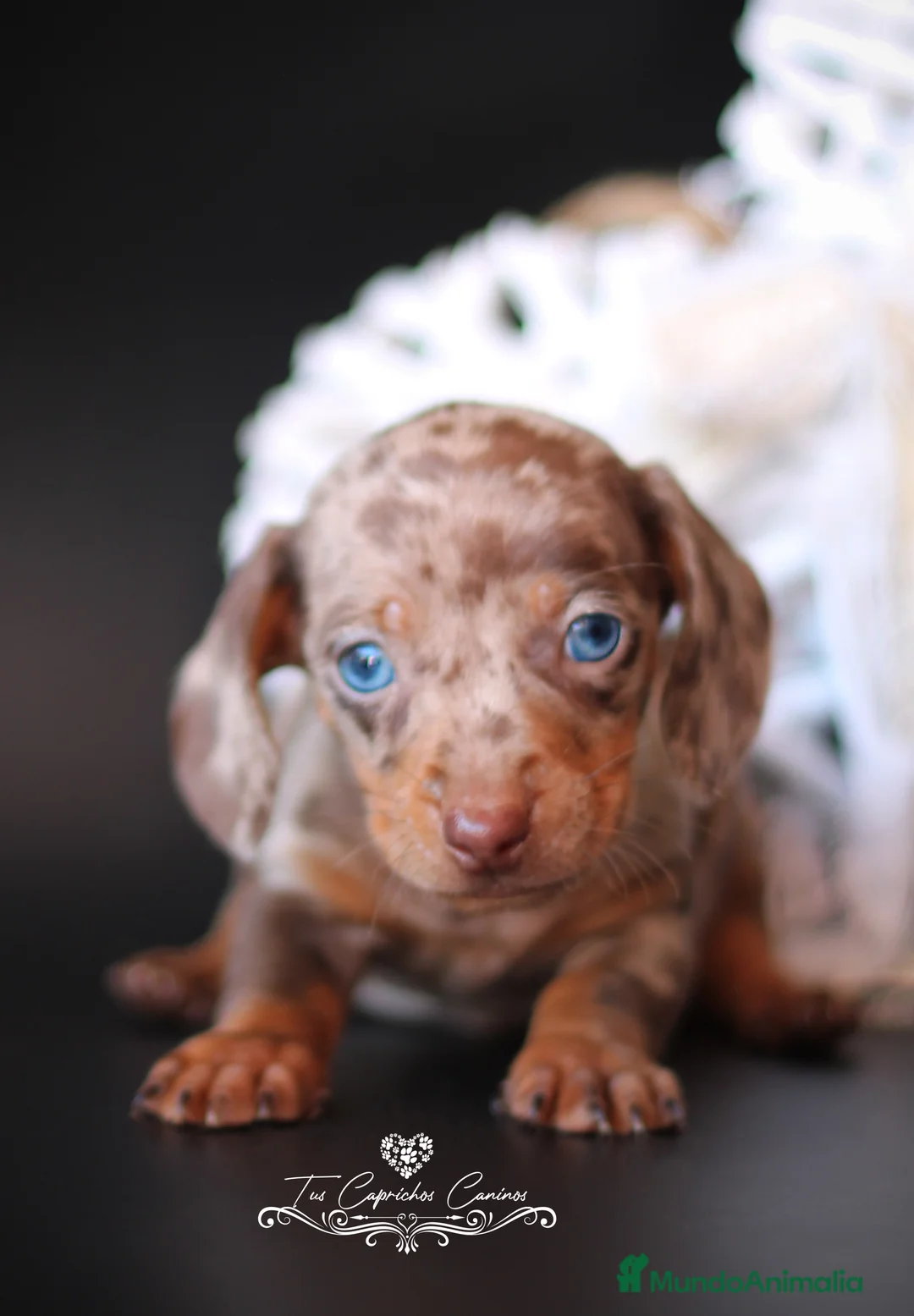 Teckel perros en venta: Teckel arlequín chocolate  en Cantabria - Anuncio 3