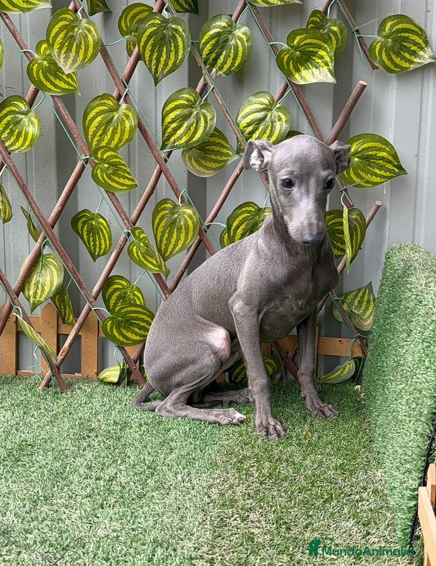 Pequeño Lebrel Italiano perros Pequeño lebrel Italiano - Anuncio 1