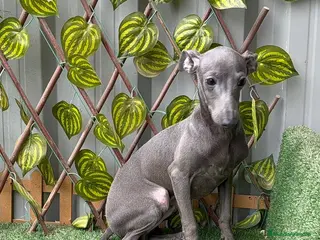 Pequeño Lebrel Italiano perros Pequeño lebrel Italiano - Anuncio 1