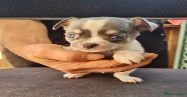 Chihuahua perros Chihuahua toy - Anuncio 1