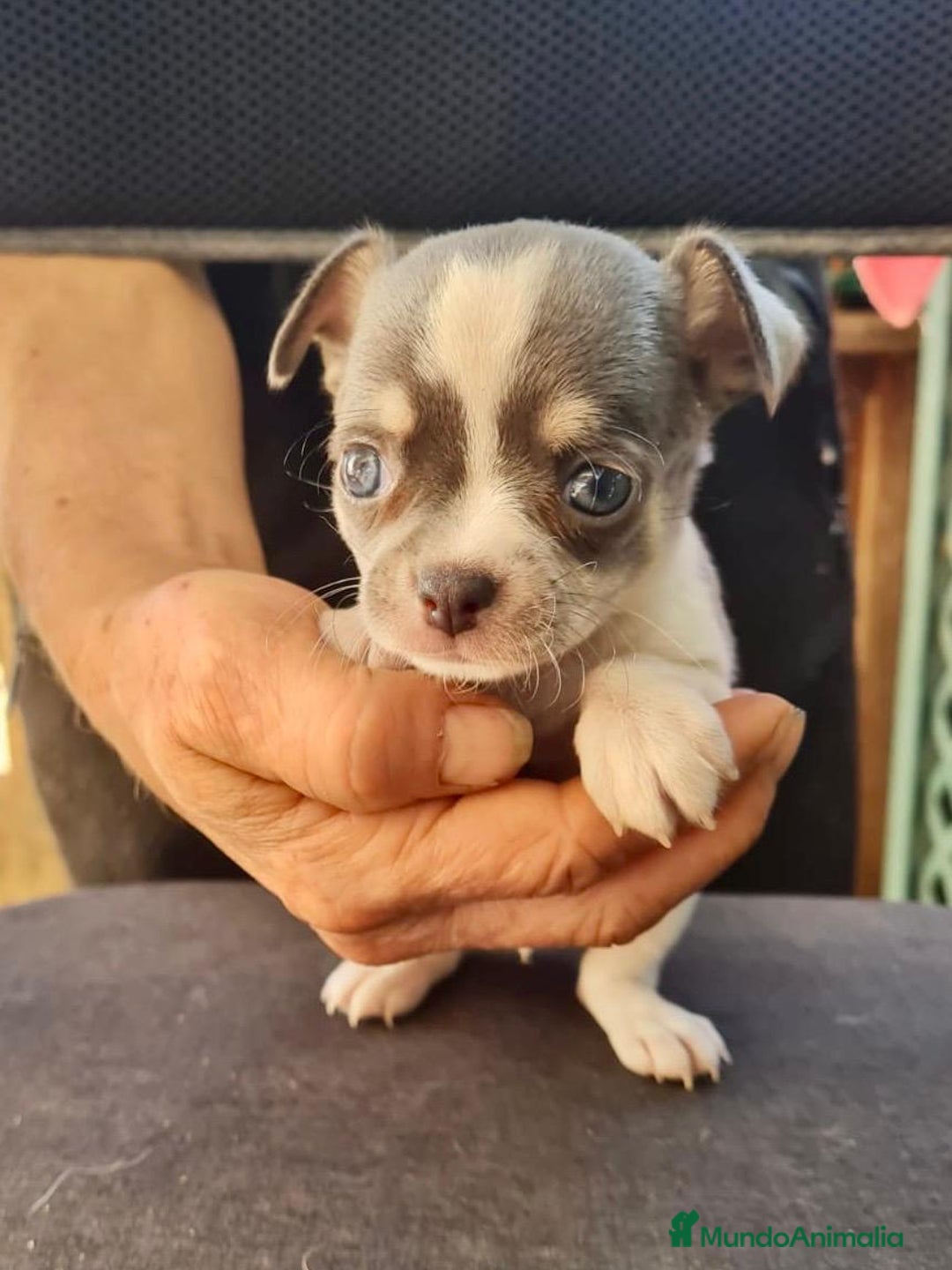 Chihuahua perros en venta: Chihuahua toy - Anuncio 2