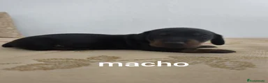 Teckel Cachorro 1