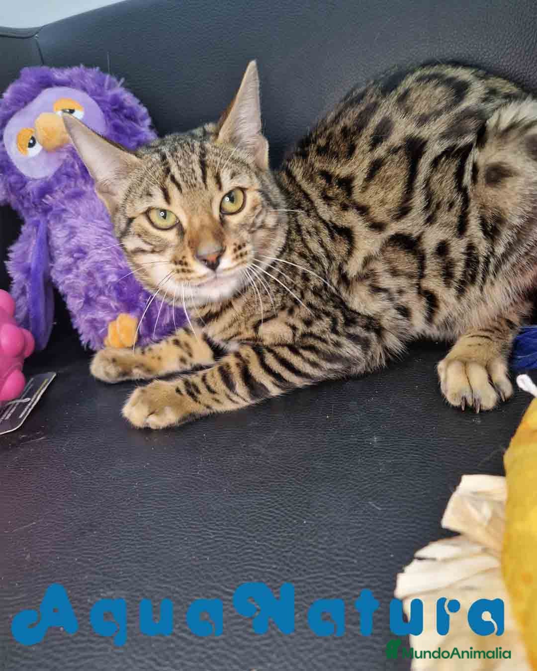 Bengalí gatos en venta: Bengali Macho 1732 AQUANATURA - Anuncio 6