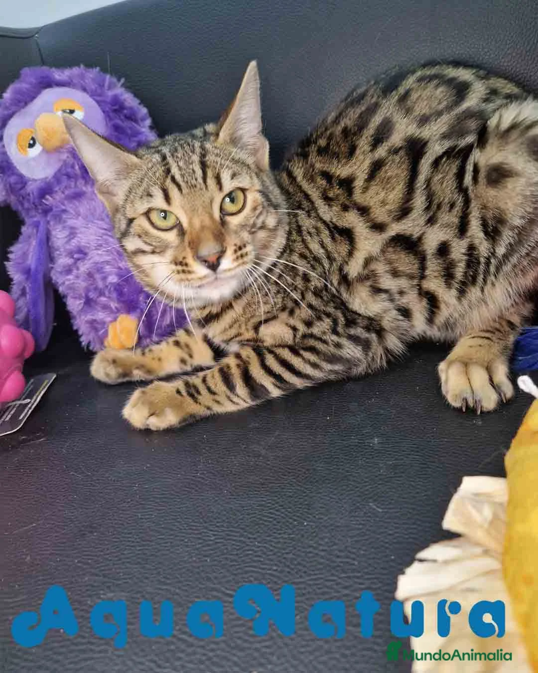 Bengalí gatos en venta: Bengali Macho 1732 AQUANATURA - Anuncio 6