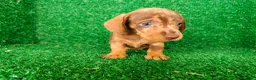 Teckel Miniatura perros en venta: Teckel miniatura  - Anuncio 2