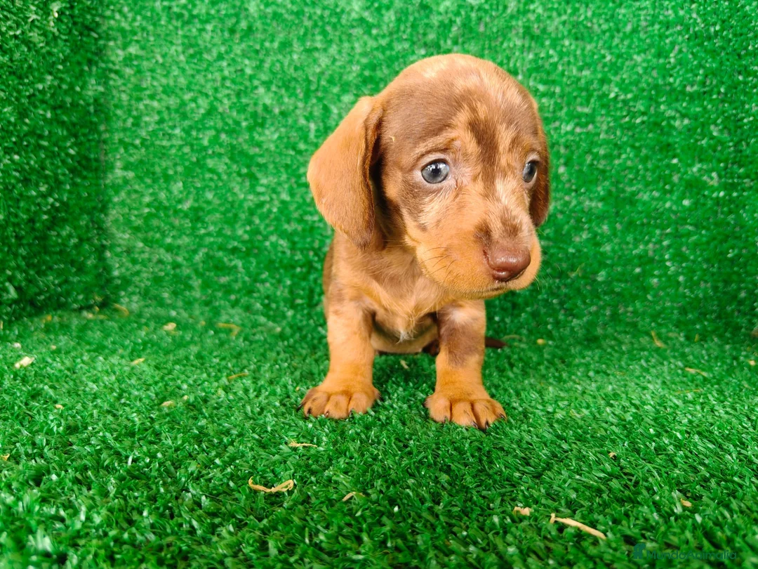 Teckel Miniatura perros en venta: Teckel miniatura  - Anuncio 2