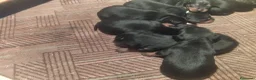 Pinscher Miniatura perros en venta: Camada de minipincher - Anuncio 5