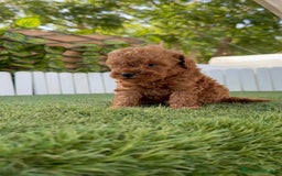 Caniche Toy perros en venta: CANICHE TOY ROJO MACHO - Imagen 22