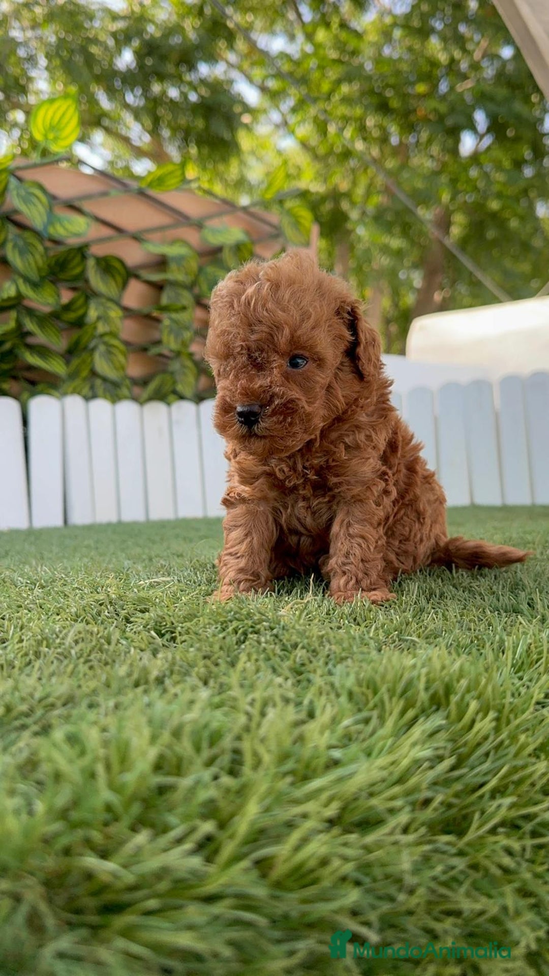 Caniche Toy perros en venta: CANICHE TOY ROJO MACHO - Imagen 22