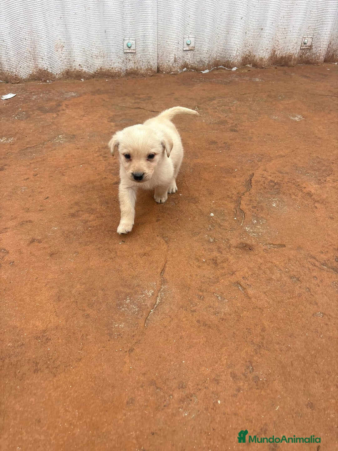 Labrador Retriever perros en venta: Labrador retriever  - Anuncio 4