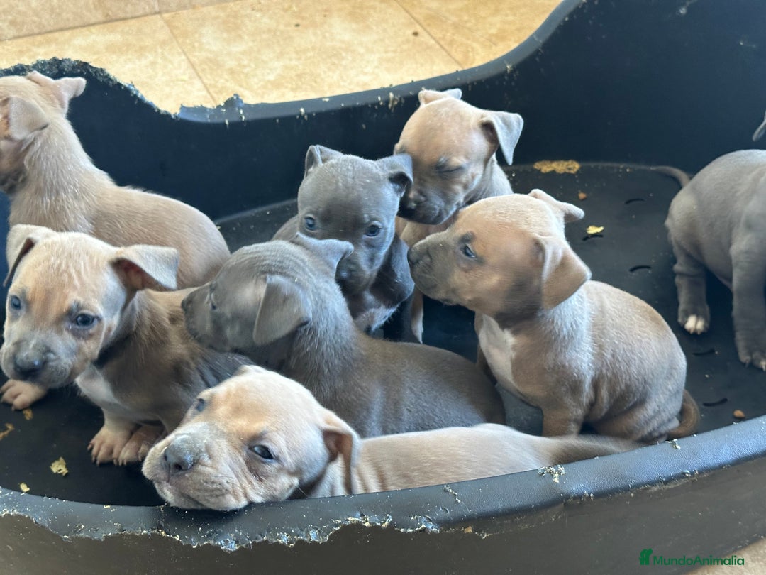 American Staffordshire-Terrier perros en venta: American Stanford, mis pequeños - Imagen 34