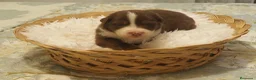 Pastor Australiano perros en venta: Excelente camada de Pastor Australiano  - Anuncio 14