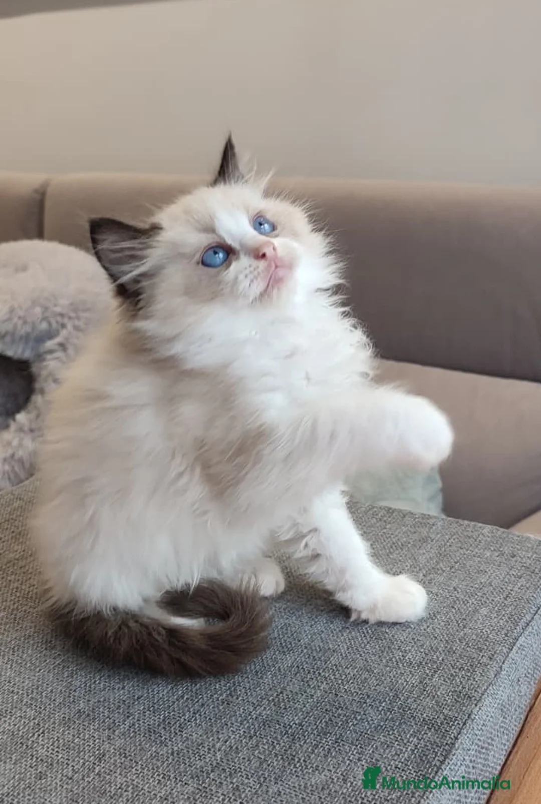 Ragdoll gatos en venta: Gatitos Ragdoll - Anuncio 12