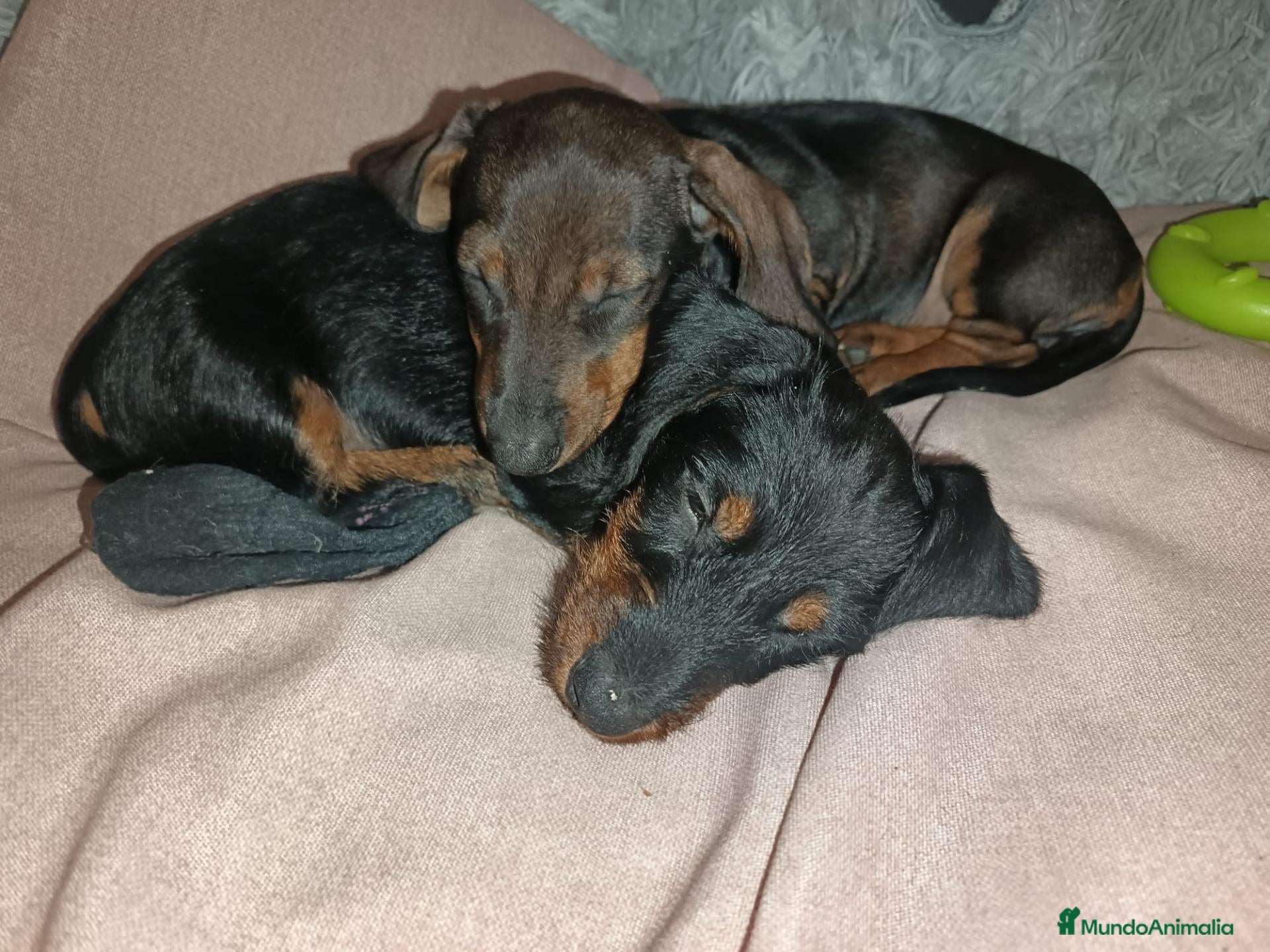 Teckel perros en venta: Teckel en Zaragoza - Anuncio 2