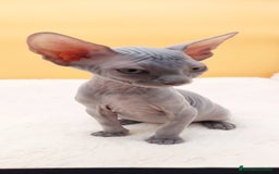 Sphynx gatos en venta: Preciosa hembrita gris - Imagen 3